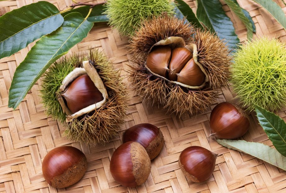 丹波栗のイメージ写真