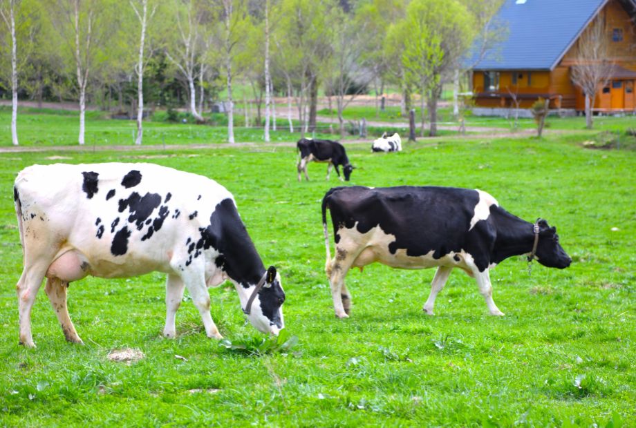 北海道の牧場の風景